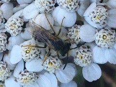Cnemidandrena