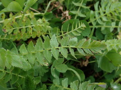 Petroselinum segetum