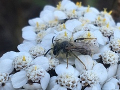 Cnemidandrena