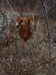 Rubus idaeus strigosus