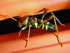 Neoclytus acuminatus acuminatus
