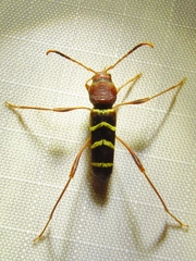 Neoclytus acuminatus acuminatus