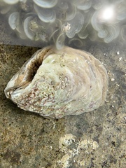 Isognomon
