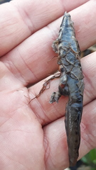 Lissotriton vulgaris