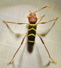 Neoclytus acuminatus acuminatus
