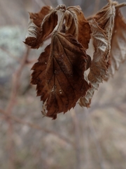 Rubus idaeus strigosus