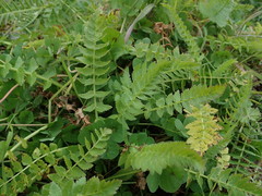 Petroselinum segetum