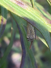 Bactra lancealana