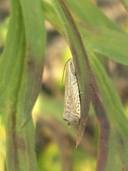 Bactra lancealana