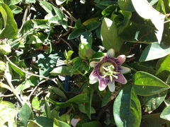 Passiflora alata × caerulea