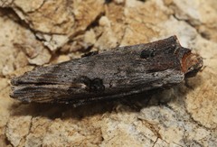 Xylena cineritia