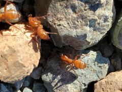 Camponotus semitestaceus