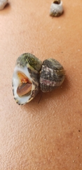 Nerita versicolor