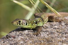 Schreiber's Green Lizard photo 5