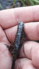 Lissotriton vulgaris