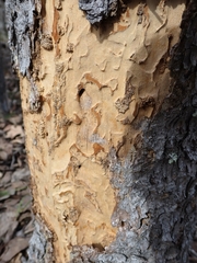 Picoides