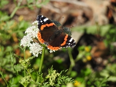 Vanessa atalanta