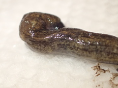 Tandonia budapestensis