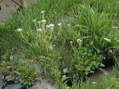Cochlearia anglica