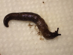 Tandonia budapestensis