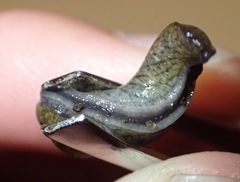 Tandonia budapestensis
