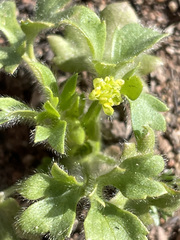 Ranunculus hebecarpus