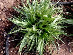 Microseris laciniata