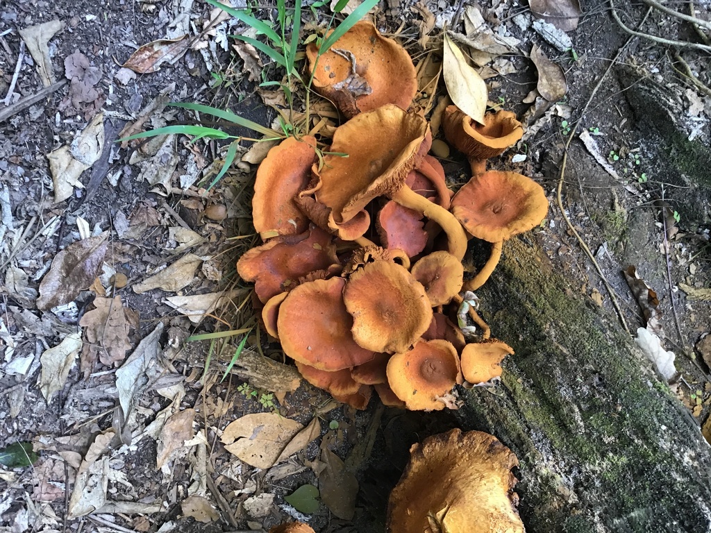 Common Gilled Mushrooms And Allies From Auckland Nz On April 08 2021