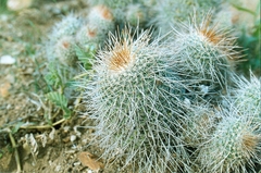 Mammillaria varieaculeata
