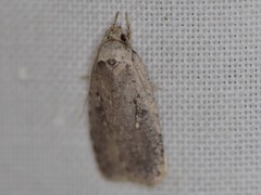 Agonopterix canadensis