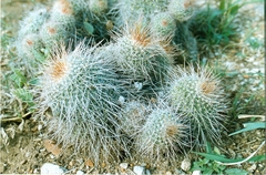 Mammillaria varieaculeata