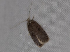 Agonopterix canadensis