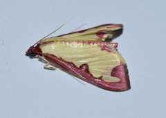 Cadarena pudoraria