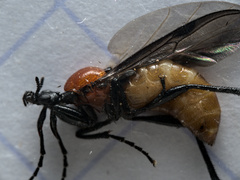 Bibio anglicus