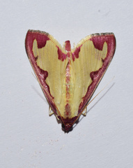 Cadarena pudoraria