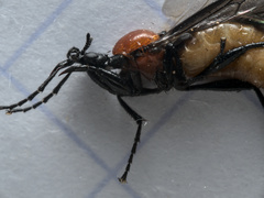 Bibio anglicus