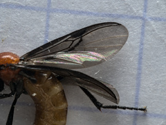 Bibio anglicus
