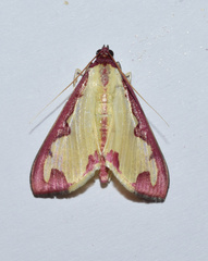 Cadarena pudoraria