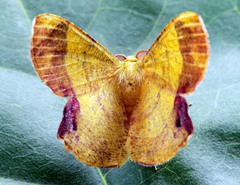 Erastria albosignata