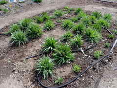 Microseris laciniata