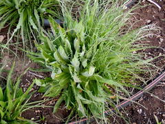 Microseris laciniata