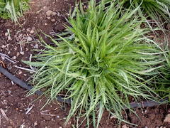 Microseris laciniata