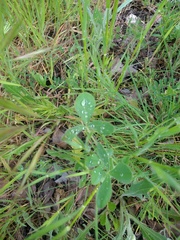 Trifolium hirtum