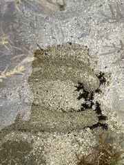 Holothuria atra