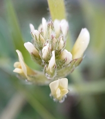 Astragalus hamosus