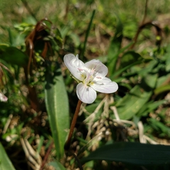 Claytonia virginica