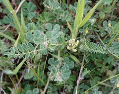 Astragalus hamosus