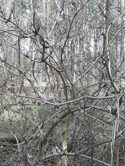 Sambucus nigra