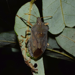 Coenomorpha