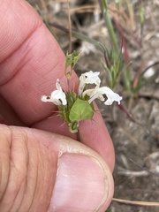 Acanthomintha ilicifolia